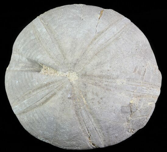 Jurassic Sea Urchin (Clypeus plotti) - England #65846
